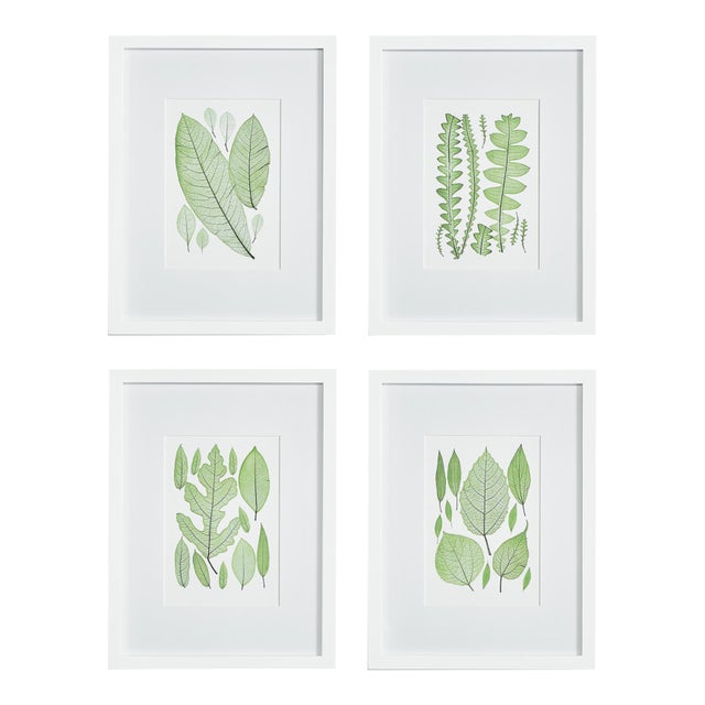 Assorted Leaf Prints, Set Of 4 For Sale
