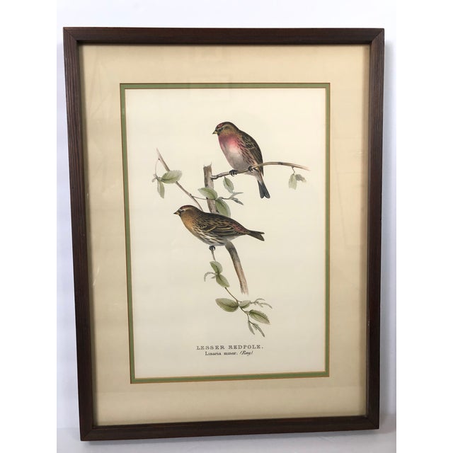 Vintage Framed Botanical Bird Prints Set of 2 Chairish