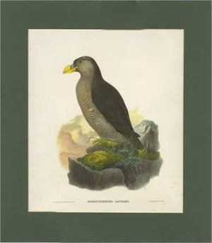 After J. Wolf, Bird Illustration of a Latham's Guillemot, 1868, Print