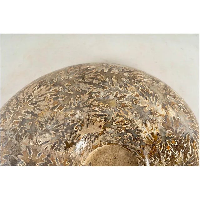 Large Ammonite Fossil Specimen For Sale In Los Angeles - Image 6 of 8