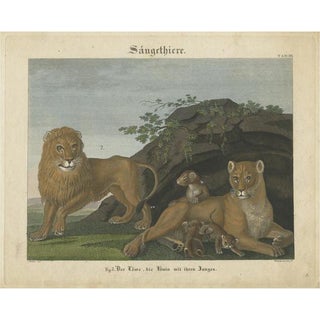 Friedrich Philipp Wilmsen, Lion, Lioness and Lion Cubs, 1851, Paper For Sale