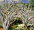 American Shaded Path in the California Hills - Original Oil on Canvas (Laid on Board) by Nancy Faisant For Sale - Image 3 of 9