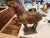 1940s Large Asian Wood Carved Tang Emperors Horse For Sale - Image 4 of 12