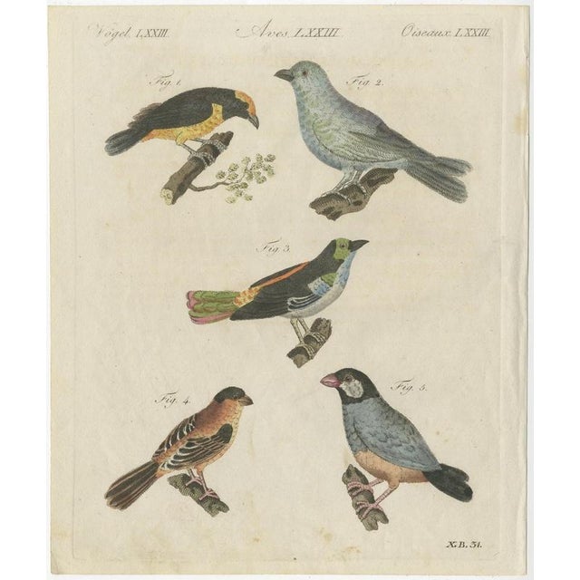 Bertuch, Tanagers and Java Sparrow Songbirds, 1805, Print For Sale - Image 3 of 12
