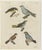 Bertuch, Tanagers and Java Sparrow Songbirds, 1805, Print For Sale - Image 3 of 12