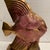 Fish in Cracked Ceramic For Sale - Image 9 of 10
