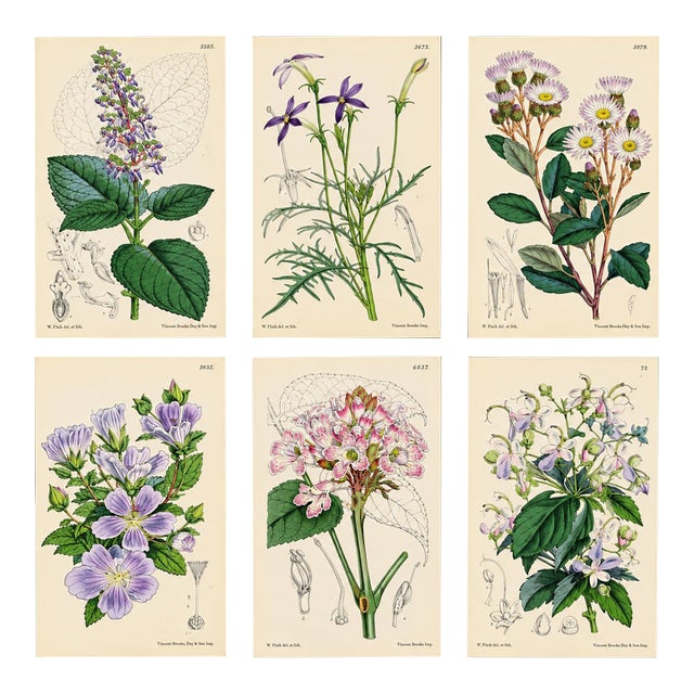 Antique Walter Hood Fitch Hand-Colored Lithograph, Curtis’s Botanical Magazine, 19th Century 6 Prints For Sale