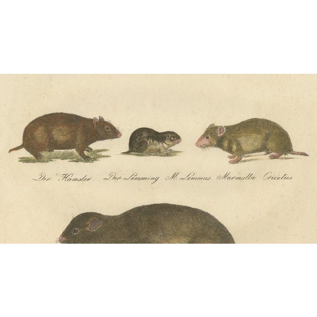 Early 19th Century Brodtmann, Alpine Marmot, Hamster, Lemming & Rock Hyrax, 1816, Lithograph For Sale - Image 5 of 10
