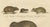 Early 19th Century Brodtmann, Alpine Marmot, Hamster, Lemming & Rock Hyrax, 1816, Lithograph For Sale - Image 5 of 10