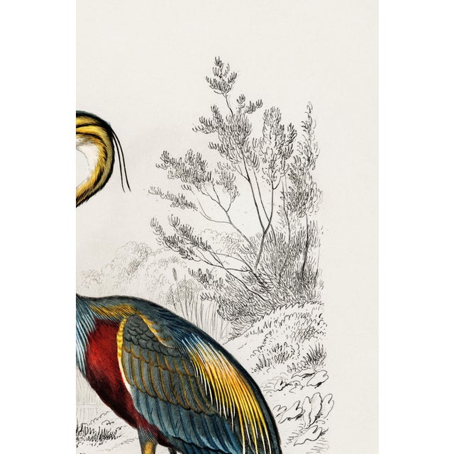 Purple Heron Antique Illustration, Vintage Bird Art Print Reproduction, 24″ × 36″ For Sale In Buffalo - Image 6 of 9