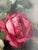 Paolo Alfio Graziani, Bouquet de roses, Oil on Canvas, Framed For Sale - Image 5 of 11