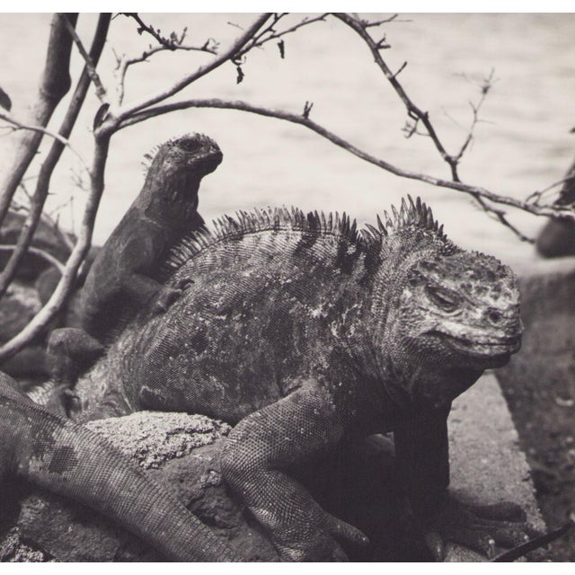 Hanna Seidel (1925 to 2005) lived and worked in Argentina for many years. She was a world traveller, journeying to South...