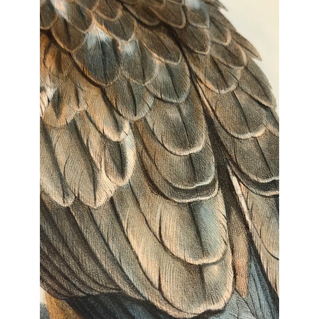 Wood 19th-Century Original John Gould Red Kite | Hand-Colored Bird of Prey Lithograph For Sale - Image 7 of 12