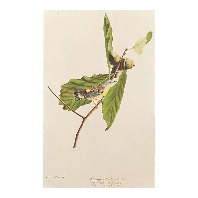 1966 Vintage American Classical Print "Swainson's Warbler & White Oak" After John James Audubon For Sale