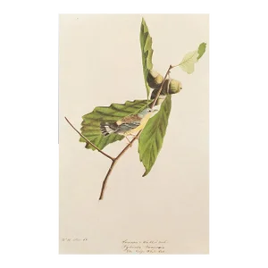 1966 Vintage American Classical Print "Swainson's Warbler & White Oak" After John James Audubon
