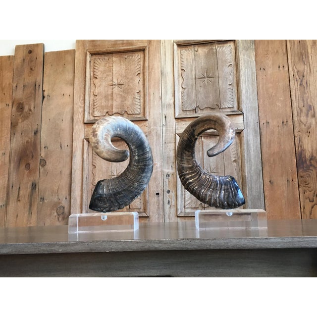 Late 20th Century Faux Ram Horns - a Pair For Sale - Image 4 of 8
