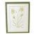 Original Graphite & Gouache Lime Botanical by Katie Binkley For Sale