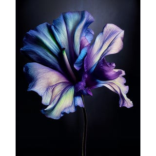 "A Botanical 25" Color Photograph For Sale