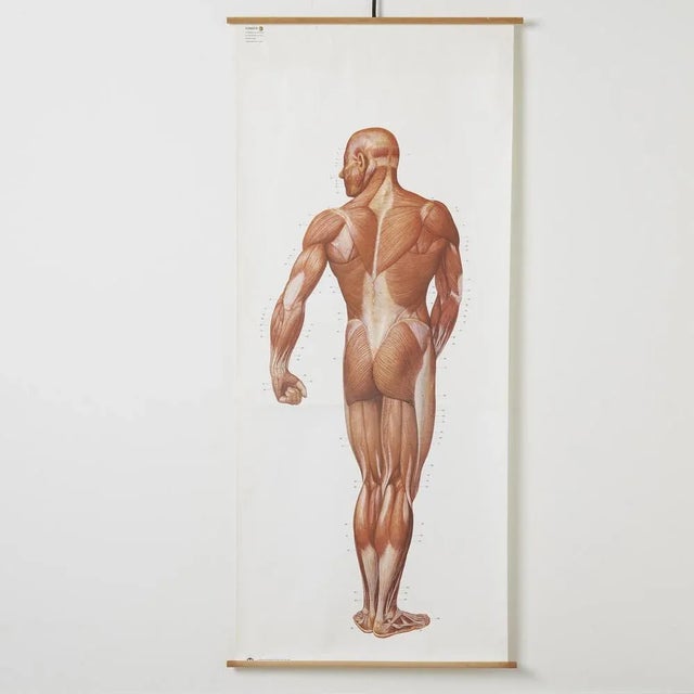Large Anatomical Wall Chart from Deutsche Hygiene Museum, Dresden, 1992 For Sale - Image 3 of 8