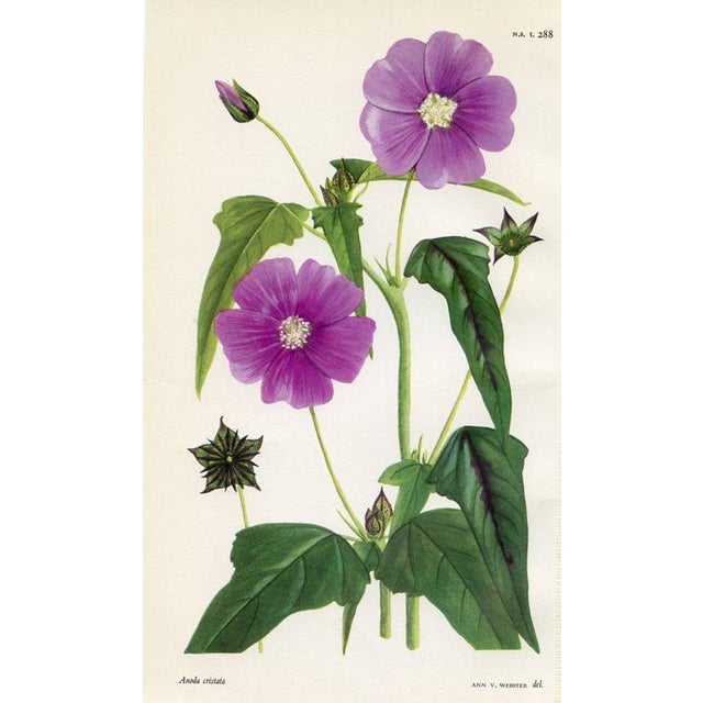 Illustration Vintage Botanical Prints by Ann Webster, Curtis's Botanical Magazine, Set of 4 Original Botanical Prints, England For Sale - Image 3 of 5