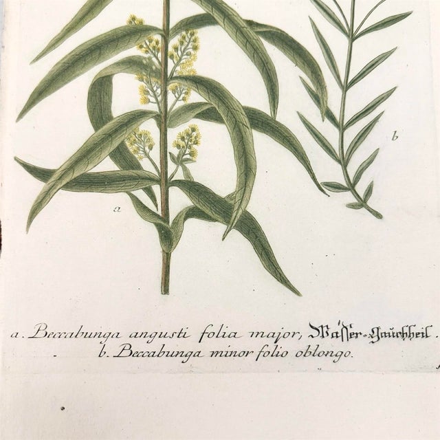Printmaking Materials Set of 2 18th C. Antique Botanical Prints | Hand-Colored Mezzotints | Indigo & Water Speedwell by Johann Wilhelm Weinmann For Sale - Image 7 of 9