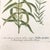Printmaking Materials Set of 2 18th C. Antique Botanical Prints | Hand-Colored Mezzotints | Indigo & Water Speedwell by Johann Wilhelm Weinmann For Sale - Image 7 of 9