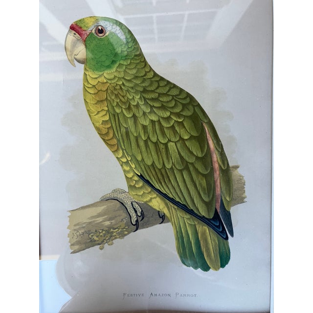 Realism 1900's Macaw & Amazon Parrots Hand Colored Lithographs, Framed, a Pair For Sale - Image 3 of 10