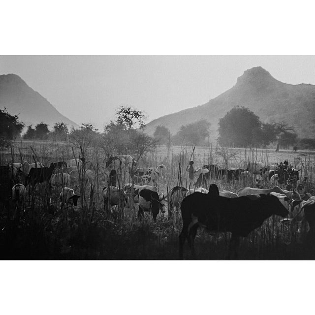 José Nicolas, Pastoral in the Oueddei, 1987, Digital Print For Sale - Image 5 of 5