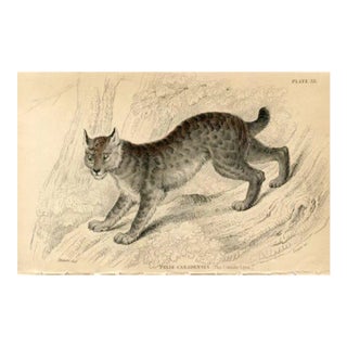 1845, Canada Lynx Print, Original Antique Cat Print, Engraving, England, Rare For Sale