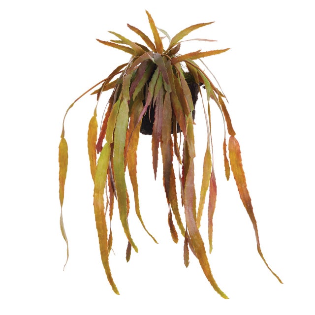 The Rhipsalis dropin is an exotic look. We, ve added this flowing beauty in a nomaintenance faux. 100% realistic an...