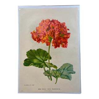 Antique Botanical Print From England Showcasing a Vibrant Red Double Zonal Geranium Flower With Green Foliage - Circa 1893 For Sale