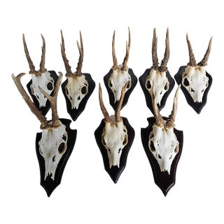Vintage European Mounted Roebuck Deer Antlers - Set of 7 For Sale