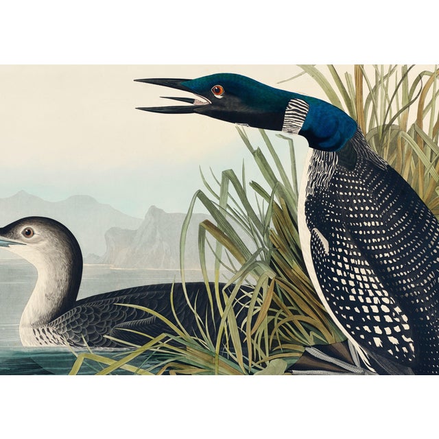Paper Great Northern Diver or Loon, Vintage Art Print Reproduction From Birds of America by John James Audubon, 60" X 40" For Sale - Image 7 of 11