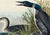 Paper Great Northern Diver or Loon, Vintage Art Print Reproduction From Birds of America by John James Audubon, 60" X 40" For Sale - Image 7 of 11