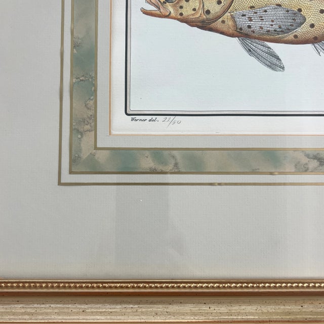 Vintage Italian Hand Colored Limited Edition Engraving of Tropical Fish For Sale - Image 4 of 7