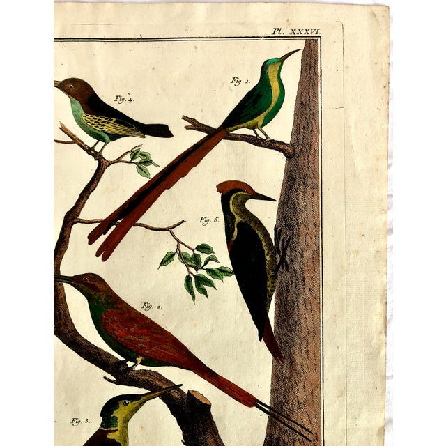 18th-Century Pair of French Hand-Colored Copperplate Engravings of Exotic Birds, by François-Nicolas Martinet For Sale - Image 12 of 18