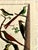 18th-Century Pair of French Hand-Colored Copperplate Engravings of Exotic Birds, by François-Nicolas Martinet For Sale - Image 12 of 18