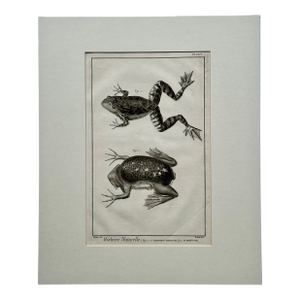 American Bullfrog, Original Engraving by Buffon, 1775