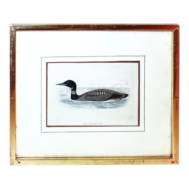Certified Original and Framed "Great Northern Diver" Illustration of a Duck Engraved by Morris Circa. 1838 For Sale