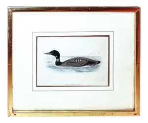 Certified Original and Framed "Great Northern Diver" Illustration of a Duck Engraved by Morris Circa. 1838