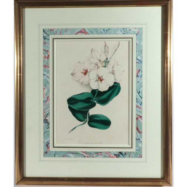 Antique Botanical Prints by Sir Joseph Paxton From the Magazine of Botany For Sale - Image 4 of 16