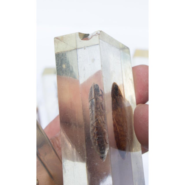 Mid 20th Century Large Vintage Collection of 39 Lucite Encased Insect Study Specimens For Sale - Image 5 of 5