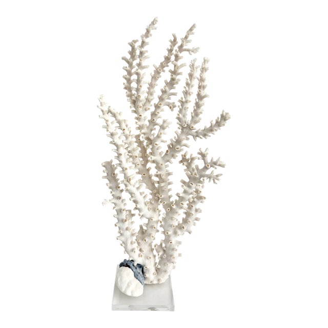 Exceptional Natural Octopus Coral on Acrylic Base For Sale