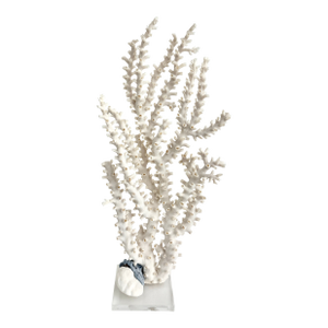 Exceptional Natural Octopus Coral on Acrylic Base