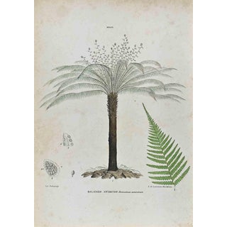 Vincenzo Tenore, The Ferns, Lithograph, 1870s For Sale