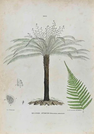 Vincenzo Tenore, The Ferns, Lithograph, 1870s