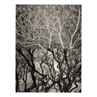 Jaume Llorens Bach, Gaia Diptych #44, Monochrome Photographic Print For Sale
