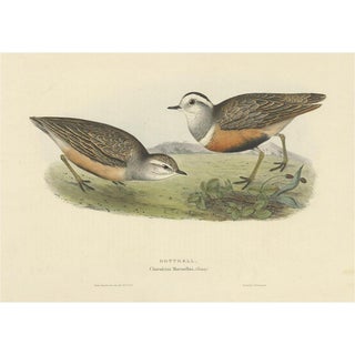 Gould, The Dotterel Bird, 1832, Paper For Sale