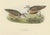 Gould, The Dotterel Bird, 1832, Paper For Sale