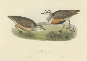 Gould, The Dotterel Bird, 1832, Paper